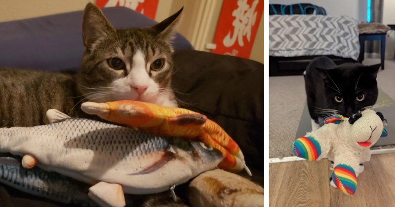 22 Cute Cat Children Carrying their Prized Pawsonal Possessions | thumbnail includes two images one image shows a gray tabby cat with a toy fish in its mouth on a couch, the other image shows a black cat carrying stuffed unicorn in its mouth bedroom