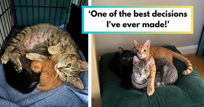 Story of pregnant cat rescue, kitten birth, and adoption of cats and kittens | Thumbnail includes one picture of a mama cat and her kittens, one picture of three kittens, and one picture of text including '‘One of the best decisions I've ever made!’'