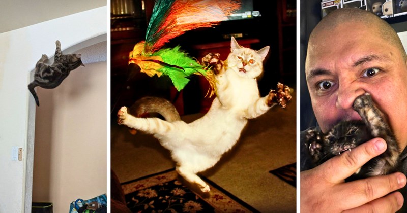 28 cat pictures, 1 text picture | thumbnail includes three cat pictures