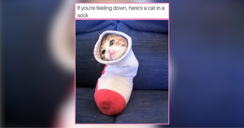 Pawdorably Pawsitive Feline Funnies Purrfect For Cat Lovers With Free Time