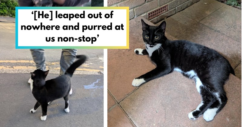Story of a stray tuxedo cat adopting cute couple and becoming their new cat | Thumbnail includes two pictures of a tiny tuxedo cat and one picture of text including '‘[He] leaped out of nowhere and purred at us non-stop’'