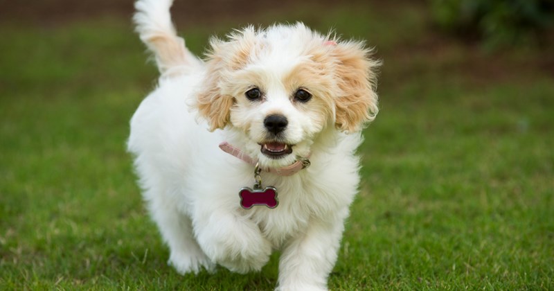 'I'm a cat person and my husband's a dog person': Wife persuaded into getting a puppy by husband, she becomes head over heels in love and now identifies as a dog person