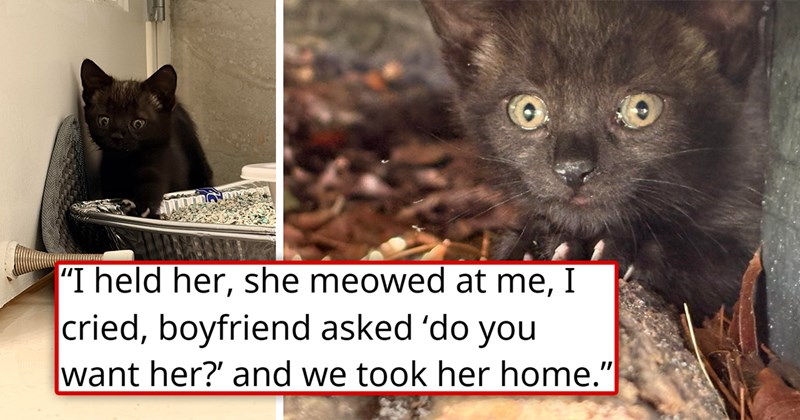 story about a couple adopting a black kitten their friends rescued | thumbnail includes two pictures of a black kitten 'I held her, she meowed at me, I cried, boyfriend asked ‘do you want her?’ and we took her home'