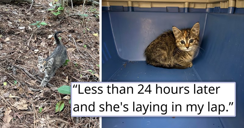 story about someone going on a walk with their dog and ending up adopting a kitten | thumbnail includes two pictures including a kitten walking outside and a small kitten in a carrier 'Less than 24 hours later and she's laying in my lap.”'