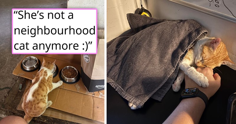 story about someone rescuing and adopting the injured neighborhood cat | thumbnail includes two pictures including a cat eating outside and an orange cat wrapped up in a blanket sleeping 'She’s not a neighbourhood cat anymore :)'