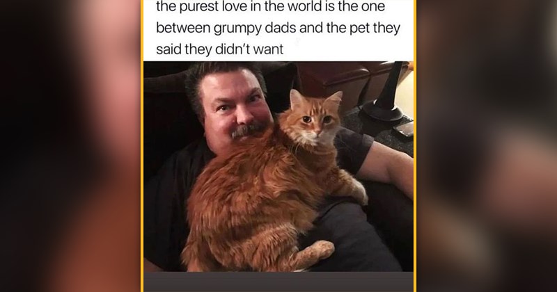 funny and wholesome cat memes | thumbnail includes one meme of a cat lying on top of a man 'the purest love in the world is the one between grumpy dads and the pet they said they didn't want'