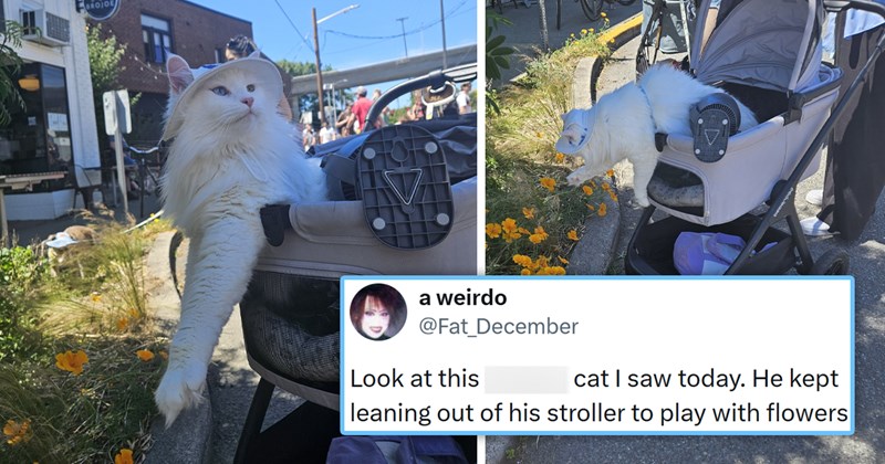 viral cat tweets from X | thumbnail includes two pictures of a cat in a stroller sniffing flowers and one tweet 'a weirdo @Fat_December Look at this play with flowers I cat I saw today. He kept leaning out of his stroller to 5:22 AM - Jun 14, 2026 · 743.2K Views 98 14.6K 70K ☐ 2.5K'