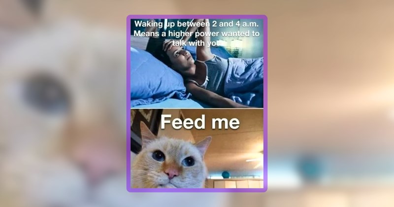 28 cat memes | thumbnail includes one meme including 'Waking up between 2 and 4 a.m. Means a higher power wanted to talk with you Feed me'