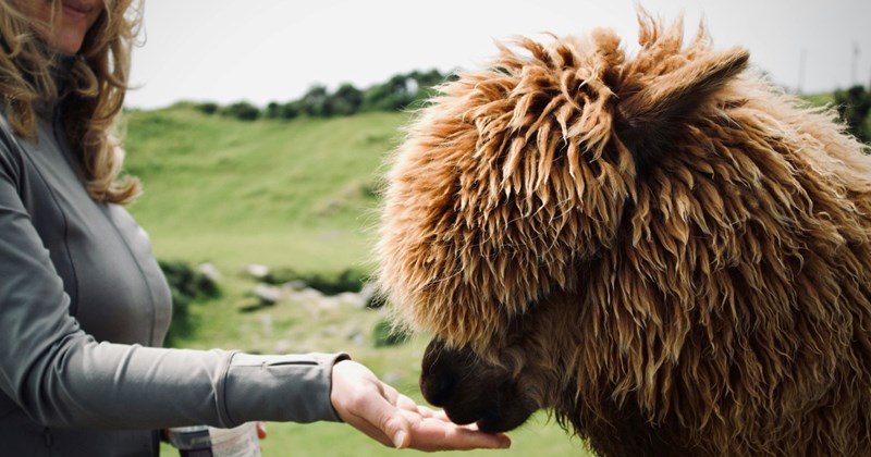 Couple buys food to feed animals at a rescue, only to be met with a crowd of kids demanding they share the food, couple responds: ‘I told the kids to stop’