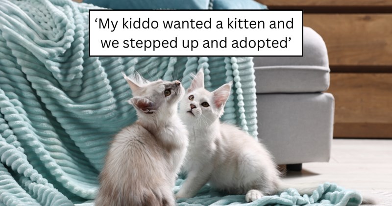 24 pictures of cats and text | thumbnail includes one picture of a cat and one picture of text including ''My kiddo wanted a kitten and we stepped up and adopted''