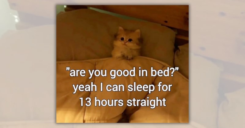 33 cat memes | Thumbnail includes one meme including '"are you good in bed?" yeah I can sleep for 13 hours straight'