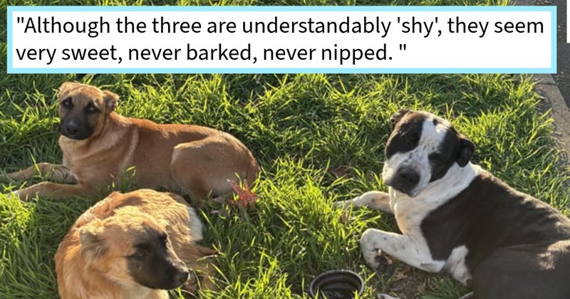 stray pups found waiting in front Sacramento rescuer’s house given best doggy day out their lives before being put up for adoption find furever home: ‘(They) enjoyed puppiccinos, all around are much better spirits.’ | thumbnail includes one image which shows two brown dogs and a black and white dog lying on grass ‘“Although the three are understandably ‘shy’, they seem very sweet, never barked, never nipped.”’