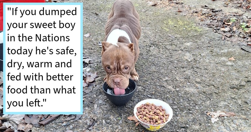Employee on way work who spotted dog being dumped by roadside with food blanket stops save pupper, but unable care for her himself finds loving furever home extended family: ‘My dad step-mom met him fell hard for him.’ | thumbnail includes one image which shows a brown and white pit bull drinking from bowl of water on ground next to food bowl ‘“If you dumped your sweet boy in the Nations today, he’s safe, dry, warm and fed with better food than what you left.”’