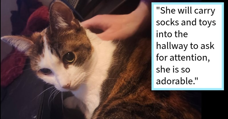 Dog mom saves cat who was thrown out parked car, scooping her up her frightened flattened state floor, but finds out cat can’t continue live with them: ‘It breaks our hearts ask for this, but committed doing best can for her’ | thumbnail includes one image which shows a brown and white tabby cat on couch being petted ‘“She will carry socks and toys into the hallway to ask for attention, she is so adorable.”’