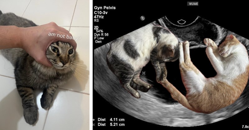 A Cute Collection 20 Cats Who’re Undeniably Their Pawrent’s Biological Children | thumbnail includes two images one image shows a gray tabby cat hand squishing its head ‘am not baby?’, the other image shows a black and white cat and a white and orange cat curled up in a sonogram picture