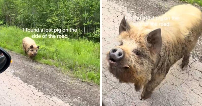 Lost pig stops car on the side of the road, leading two people to knock on nearby houses until they find the owner: ‘He was so happy’