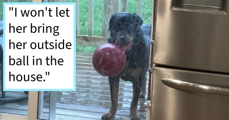 28 Pouting Puppers Putting Up Pains Adulting | thumbnail includes one image which shows a black dog with ball in mouth standing back porch looking through window ‘“I won’t let her bring her outside ball in the house.”’
