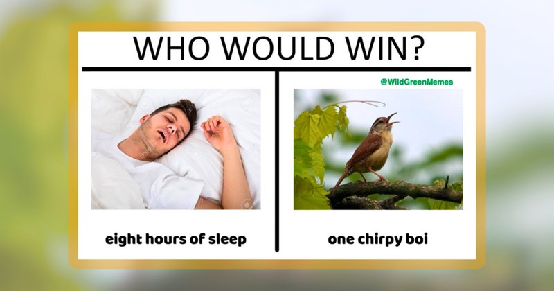 29 bird memes | thumbnail includes one meme including 'WHO WOULD WIN? eight hours of sleep one chirpy boi'