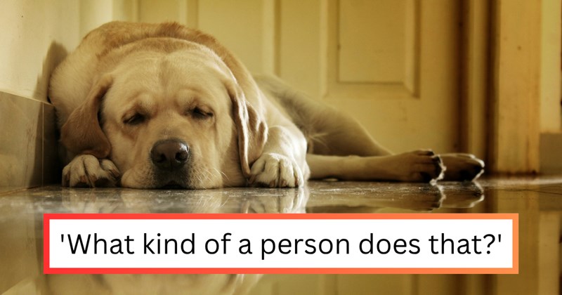 Story of husband abandoning family dog to go golfing instead | Thumbnail includes one picture of a lonely dog home alone lying on the floor, and one picture of text including ''What kind of a person does that?''