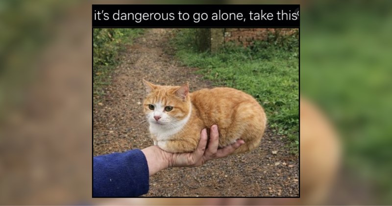 25 Meowments of Peace From Wholesome House Cats