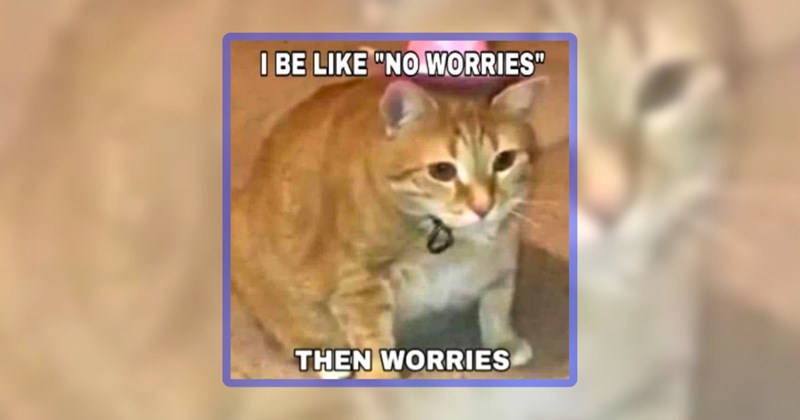 33 cat memes | thumbnail includes one meme including ''