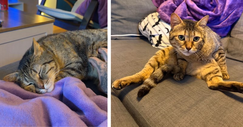 Once fearful kitty abandoned in the Saudi desert becomes London apartment princess when music festival worker adopts her and buys her a flight home