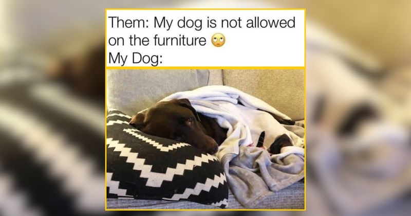 A Woof Time of Doggos For Precious Snuggle Sessions