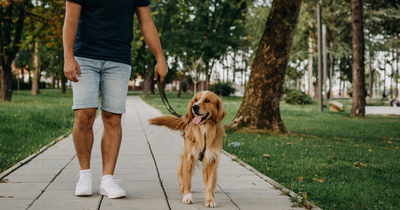 Entitled dog owner demands neighbor coordinate with her about when he walks his dog after their pups have a tiff, he refuses and walks his dog on his terms 