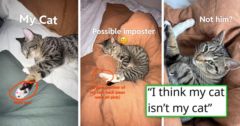 story about someone who lost their cat finding it only to find out that it's not their cat | thumbnail includes three pictures of similar looking cats 'I think my cat isn’t my cat'