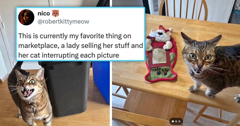 funny pictures of a cat photobombing | thumbnail includes two pictures of a cat screaming next to various items '@robertkittymeow This is currently my favorite thing on marketplace, a lady selling her stuff and her cat interrupting each picture'