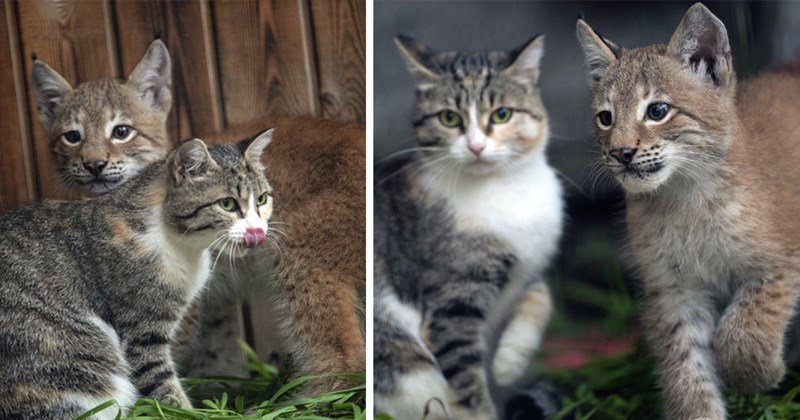 story about a lynx cub that was adopted by a domestic cat | thumbnail includes two pictures of a lynx cub and a cat hanging out together 