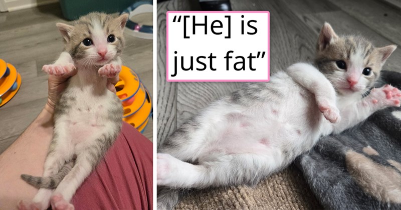 story about a concerned owner taking their kitten to the vet only to find out that he is just fat | thumbnail includes two pictures of a chonky kitten with a round belly '[He] is just fat'