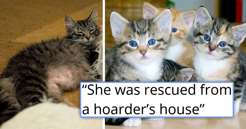 story about a couple rescuing a pregnant cat from a hoarder's home | thumbnail includes two pictures including a pregnant cat and a bunch of kittens with blue eyes 'She was rescued from a hoarder’s house'