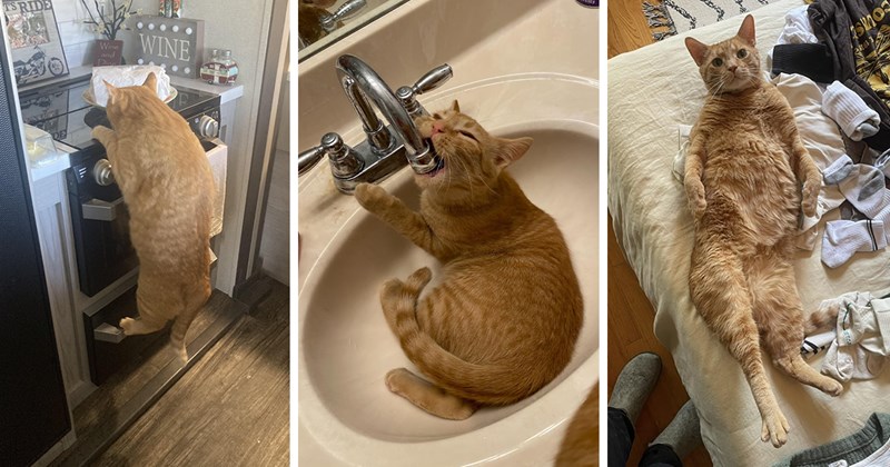 pictures of cute and funny ginger cats | thumbnail includes three pictures including an orange cat showing its belly and a ginger cat hanging off a stove and a ginger cat trying to drink from a faucet 