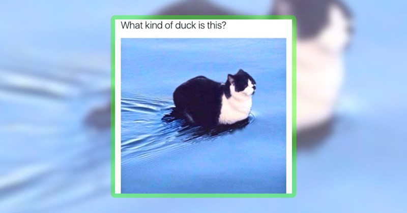 26 cat memes | thumbnail includes one meme including 'What kind of duck is this?'