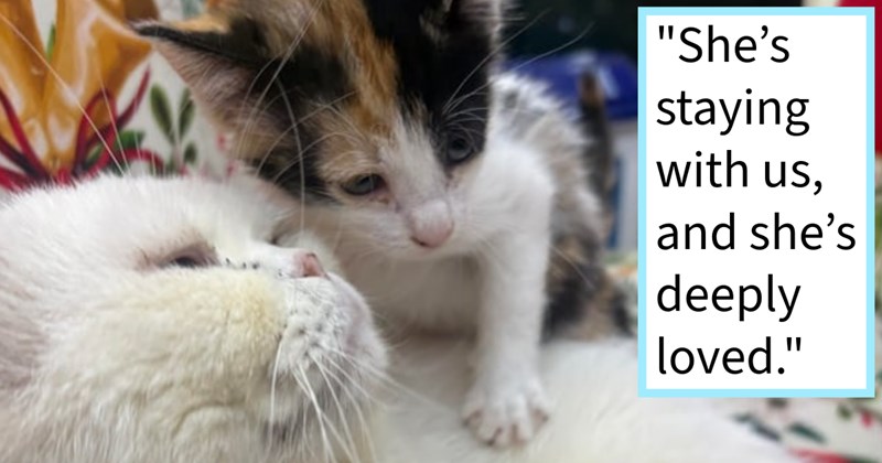 Heroic Indian cat lover saves newborn kitten being thrown trash adolescent, but doesn't realize how loved kitten would be by her 25 cats home: ‘They’re already becoming friends, playing with her, treating her like she belongs here.’ | thumbnail includes one image which shows a calico kitten climbing a white persian cat ‘“She’s staying with us, and she’s deeply loved.”’