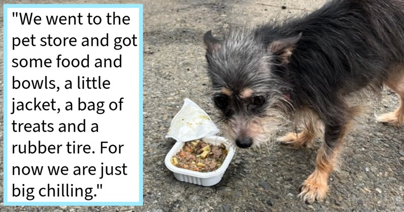 Abandoned frozen dog found tied pole saved car inhabitant who immediately got pampered pup, but received online backlash for kind act due living car, says: ‘did right thing by taking her in. That’s it and that’s all.’ | thumbnail includes one image which shows a black brown and gray dog standing in parking lot box of food on floor ‘“We went to the pet store and got some food and bowls, a little jacket, a bag of treats and a rubber tire.For now we are just big chilling.”’