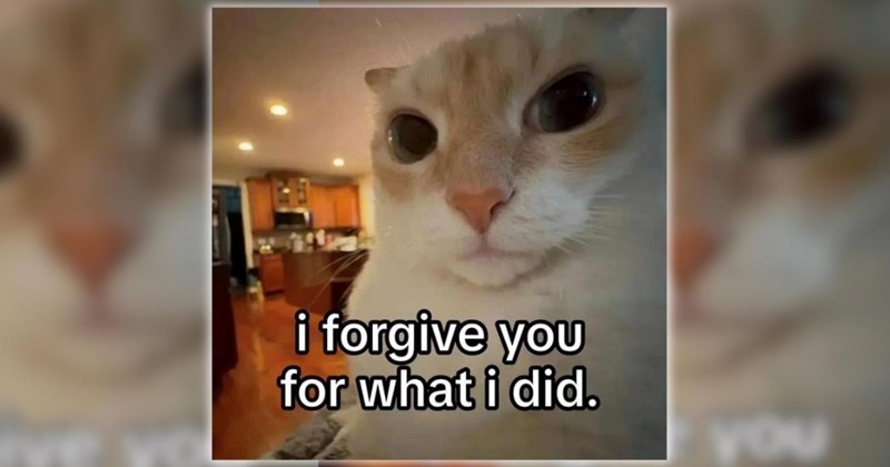 26 Feline-Filled Funny Memes for a Moment of Pawdorable Peace