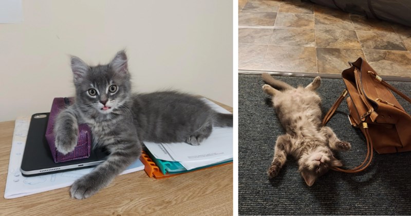 20 Silly Kitten Pics Raising Your Spirits One Tiny Paw Time | thumbnail includes two images one image shows a gray tabby kitten lying on books leaning on pencil case, the other image shows a brown tabby cat lying on back stretched out next to shopping purse