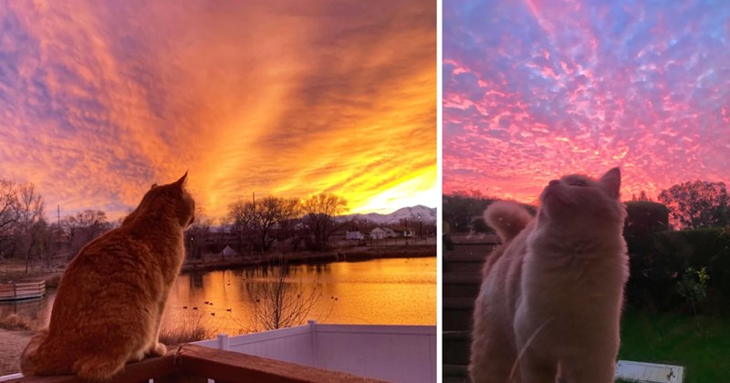 28 cat pictures | thumbnail includes two pictures of cats 