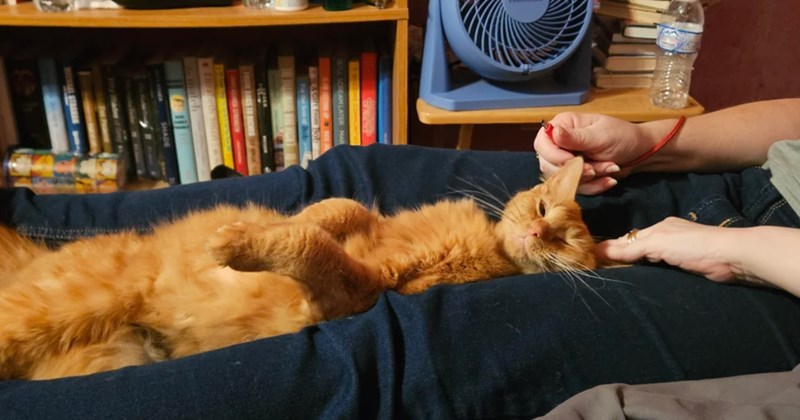 'We didn't feel ready yet': 6 months after senior cats cross rainbow bridge grieving woman finds lovable orange cat, only to find out she's pregnant
