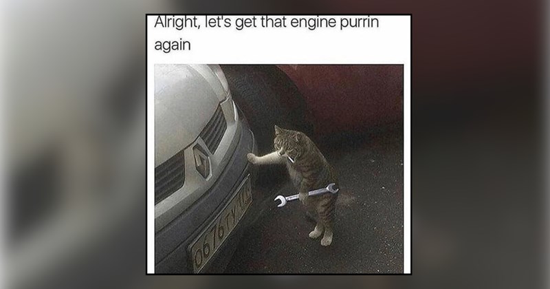 27 cat memes | thumbnail includes one meme and one picture of text including '' 