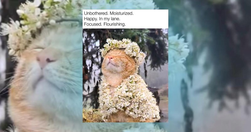 cat memes Funny Memes - 45817861