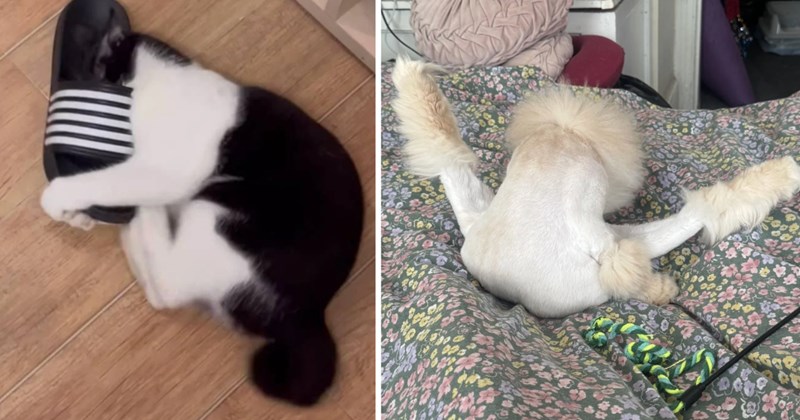 30 cat pictures | thumbnail includes two pictures of cats 