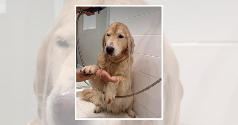 cute dogs pets cute doggos doggo doggeh Doggos - 45820421