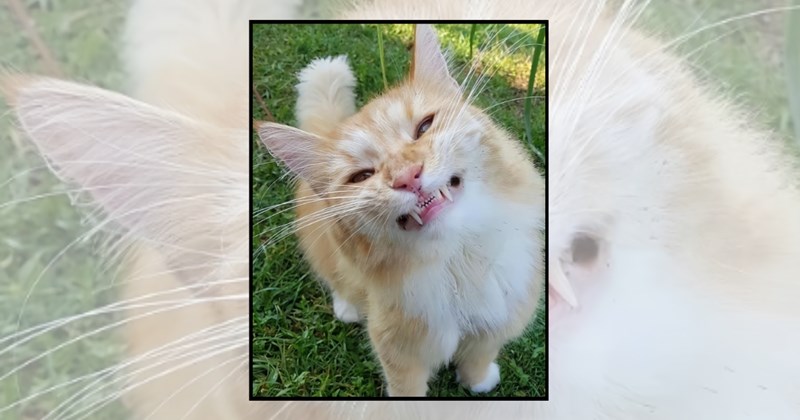 humor wholesome hilarious wholesome cats adorable cats Memes funny cats funny cat memes Cats - 45821189