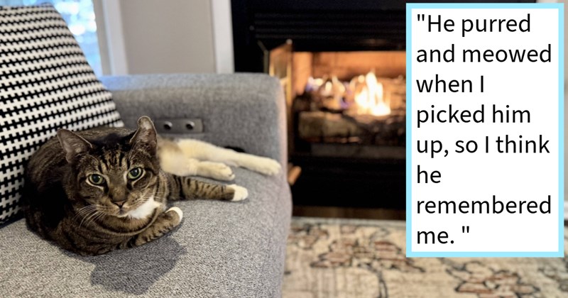 Cat pawrent given up hope finding missing feline life turned upside down Humane Society contact 9 years later having found his soul cat, resulting 8 hour drive tearful reunion | thumbnail includes one image which shows a brown and white tabby cat lying on gray couch looking at camera fireplace behind ‘“He purred and meowed when I picked him up, so I think he remembered me.”’