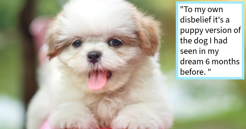 Passed soul dog shows pawrent next puppy in dream, six months later pawrent’s mother gifts her exact puppy from her dream: ‘know could be coincidence, but really do like thinking my best friend still looking out for me some way.’ | thumbnail includes one image which shows a fluffy white small dog yawning ‘“To my own disbelief it’s a puppy version of the dog I had seen in my dream 6 months before.”’