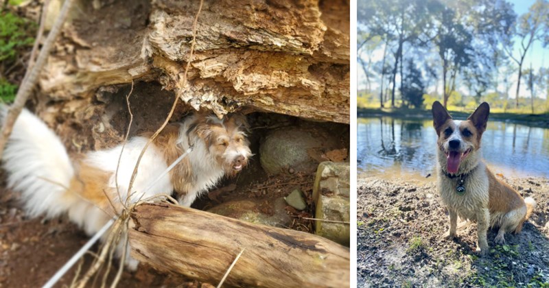 24 Wholesome Pics Delighted Dog Children Hanging Out Happy Place | thumbnail includes two images one image shows a white and brown dog smiling standing in hollowed out fallen tree trunk, the other image shows a wet brown and white dog sitting by lake smiling 