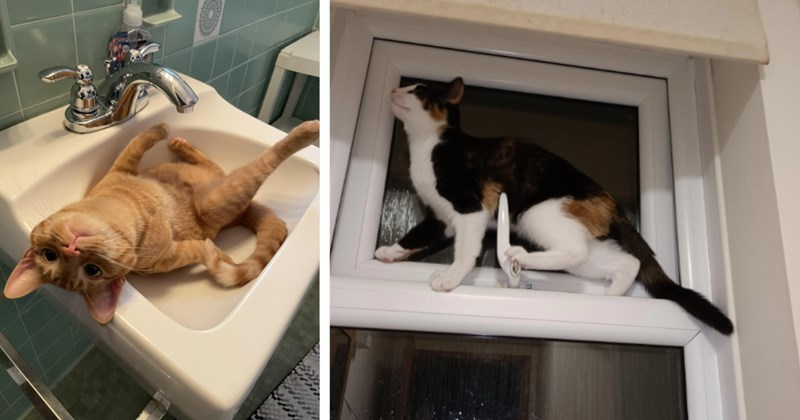 27 Cunning Cat Children Who’ve Seized Control Favorite Spots | thumbnail includes two images one image shows an orange cat lying on back in bathroom sink with paws in the air, the other image shows a cat standing on a slightly cracked window 